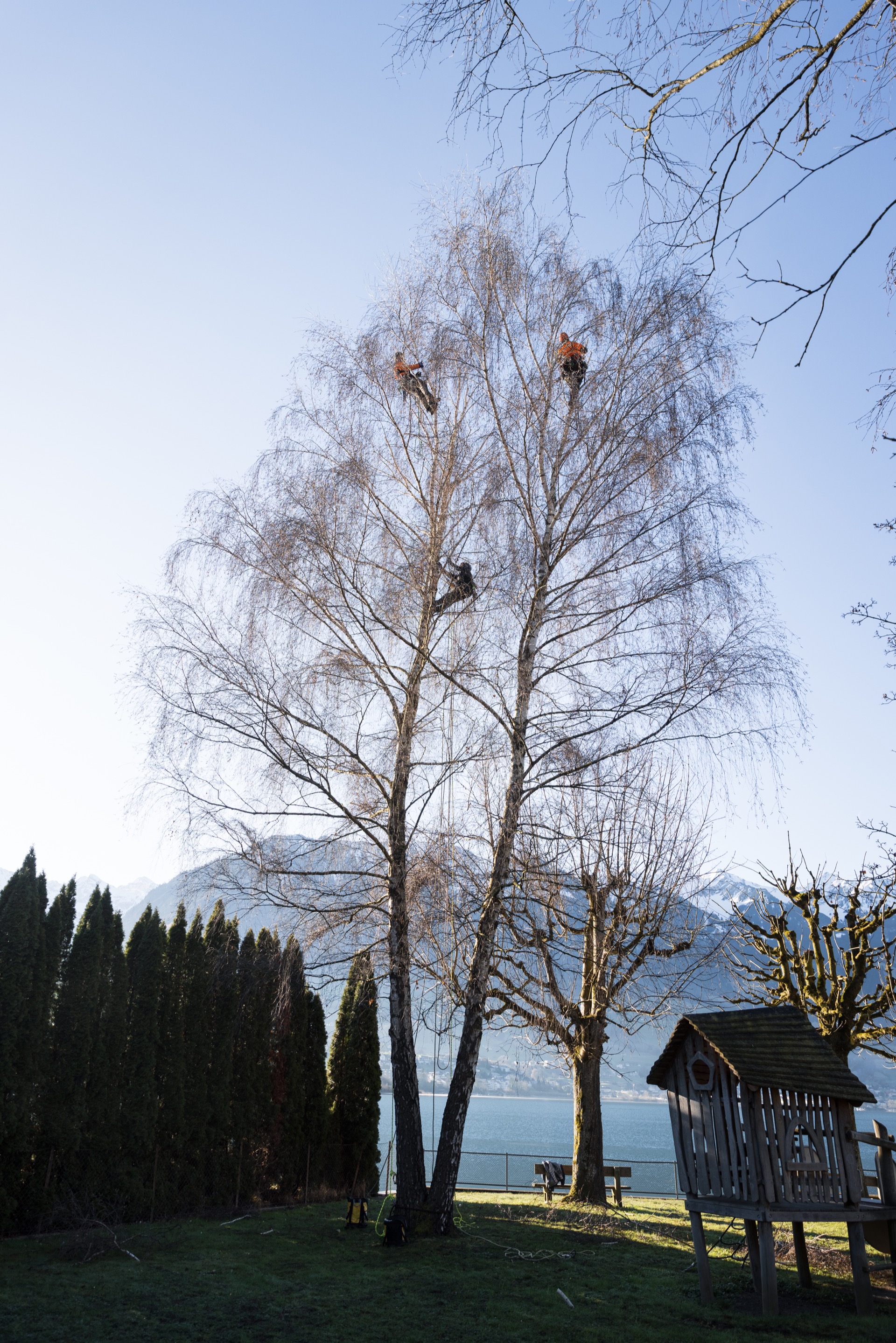 Drei Baumpfleger der Baum & Umwelt GmbH bei der Arbeit in einer Hängebirke am Sarnersee – Kronenpflege mit Seilklettertechnik in der Zentralschweiz